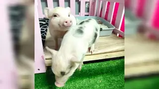 В Красноярске маленьким поросятам в кафе возле набережной ищут няню В Красноярске маленьким поросятам в кафе возле набережной ищут няню