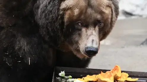 В Иркутской области заметили медведей