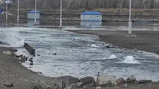 ️В Красноярске на Абаканской протоке заметили пятна от нефтепродуктов ️В Красноярске на Абаканской протоке заметили пятна от нефтепродуктов