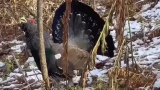 Красноярцы повстречали глухаря-охранника на Столбах Красноярцы повстречали глухаря-охранника на Столбах