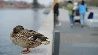 На рабочей неделе в Красноярске прогнозируют заморозки до -2 градусов и снег На рабочей неделе в Красноярске прогнозируют заморозки до -2 градусов и снег