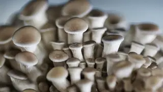 Проект грибной фермы на Луне разработали ученые из СФУ Проект грибной фермы на Луне разработали ученые из СФУ