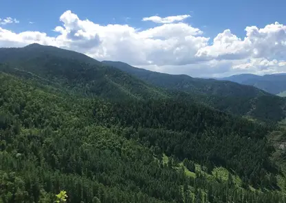 РУСАЛ продлевает масштабный лесоклиматический проект в Красноярском крае до 2033 года