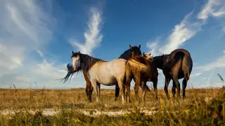 «День лошади» отметят в Хакасии 23 августа «День лошади» отметят в Хакасии 23 августа