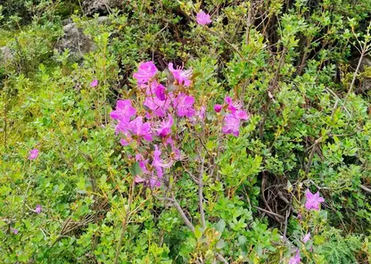 На Алтае второй раз за сезон цветёт маральник