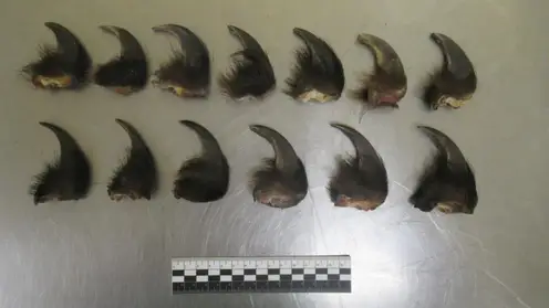 Таможенники в Чите обнаружили в сумке у иностранца когти бурого медведя