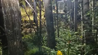 Сторож погиб при нападении медведя в Енисейском районе