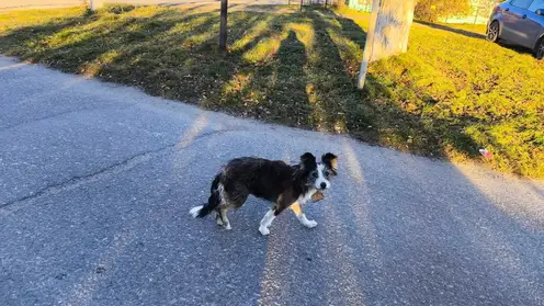 Бездомная собака напала на пенсионерку в Томской области: женщина требует компенсацию 200 тысяч рублей