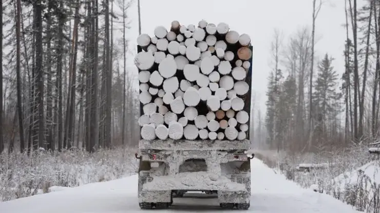 Двое красноярцев подучили сроки в колонии за контрабанду леса почти на полмиллиарда рублей
