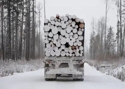 Двое красноярцев подучили сроки в колонии за контрабанду леса почти на полмиллиарда рублей