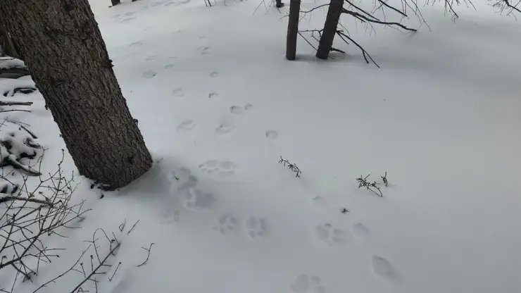 Снежные барсы начали воровать фотоловушки в Саяно-Шушенском заповеднике
