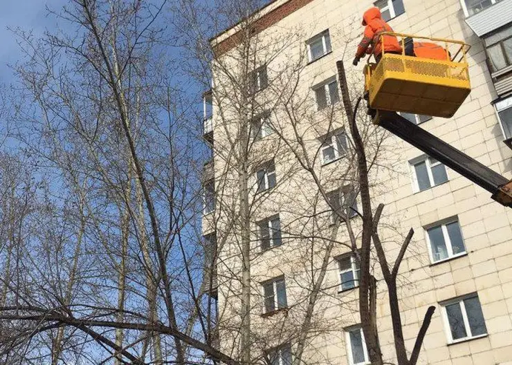 В Красноярске начали санитарную обрезку деревьев