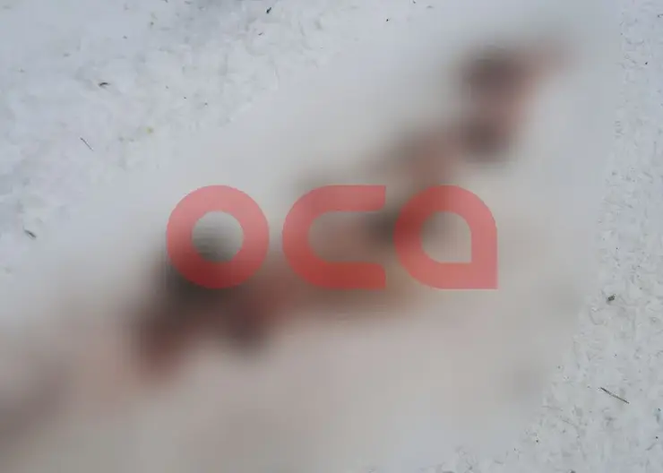 Свора бродячих собак растерзала косулю прямо в деревне под Ачинском