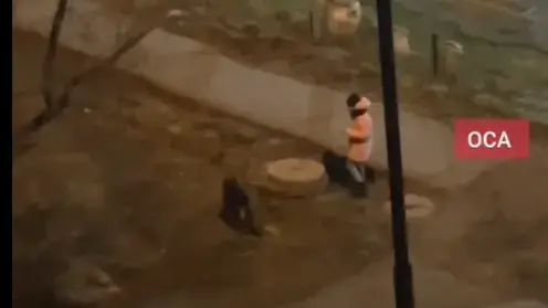 Новая угроза в Красноярском крае: агрессивные собаки держит в страхе целый район Ачинска