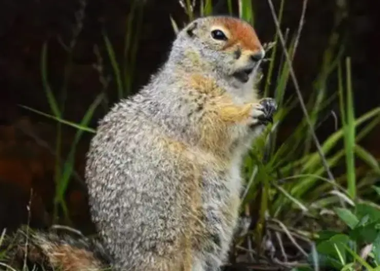 В Красноярске проснулись суслики