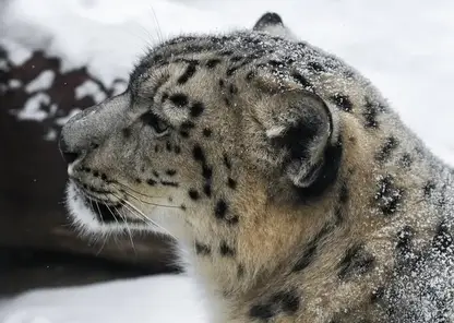 Снежный барс на Алтае впервые напал на скот прямо в открытом загоне