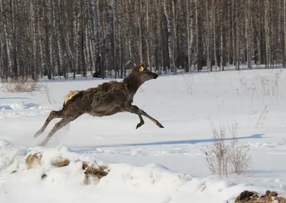 В Красноярском крае в дикую природу выпустят 64 марала