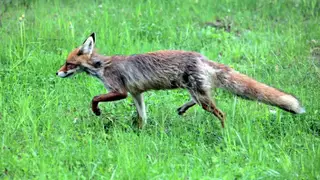 Карантин по бешенству ввели в двух районах Омской области Карантин по бешенству ввели в двух районах Омской области