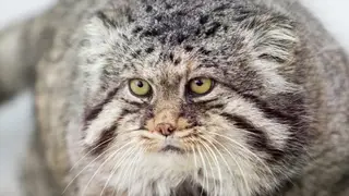 Обновленную Красную книгу издали в Забайкальском крае Обновленную Красную книгу издали в Забайкальском крае