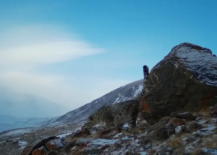 В Сайлюгемском нацпарке на Алтае заметили нового снежного барса