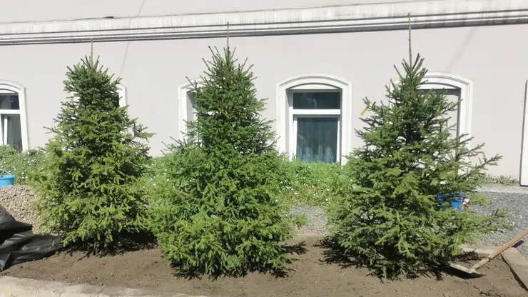 Более 11 тысяч деревьев высадили в Красноярске в 2023 году
