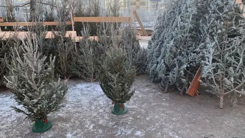 В Центральном районе Красноярска откроют три ёлочных базара