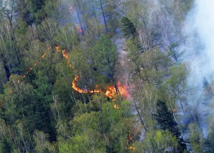Власти Красноярского края рассказали о текущей ситуации с лесными пожарами на территории региона