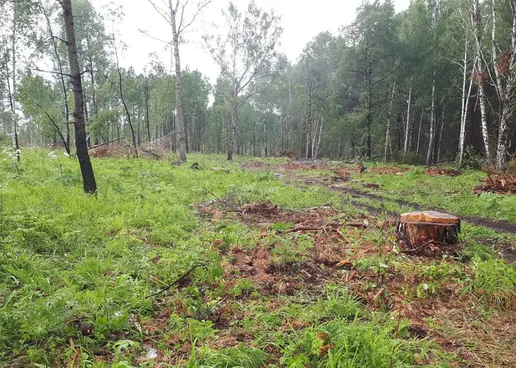 В Красноярском крае мужчина получил в собственность участок, чтобы вести сельское хозяйство. Но его отобрали