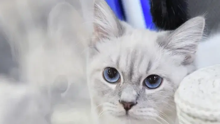 Депутаты Госдумы предлагают ввести государственный допуск на содержание кошек и собак