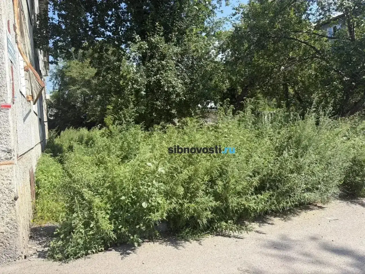 Фото: sibnovosti.ru