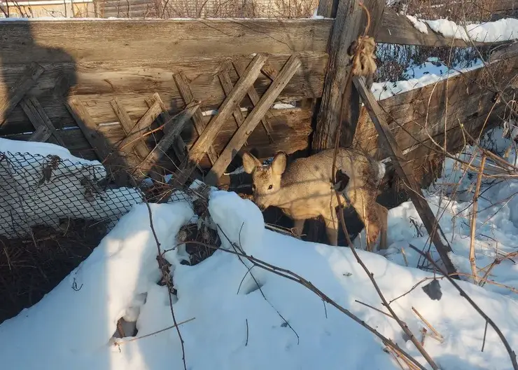 Ачинские полицейские спасли раненую косулю