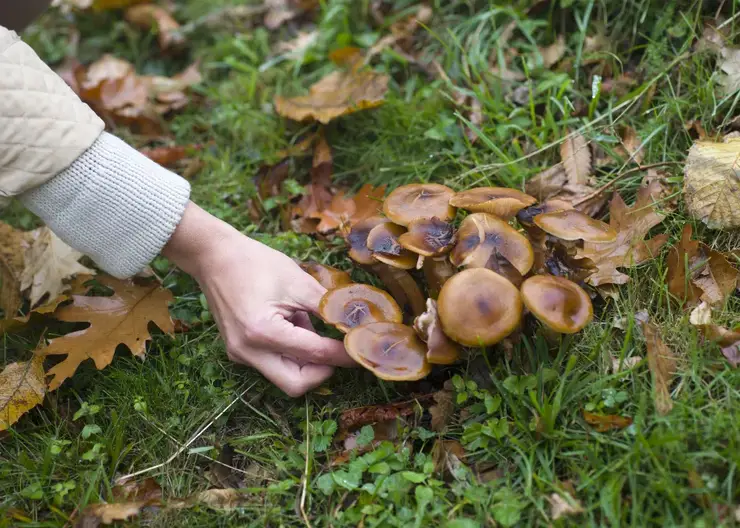 В Приморье китаец получил 2,5 года колонии за сбор ценных грибов