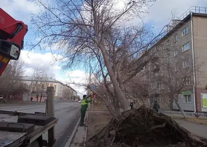 Красноярцев попросили сообщать о поваленных деревьях и дорожных знаках