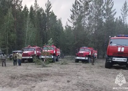 В Алтайском крае разгорелся лесной пожар на площади 720 га