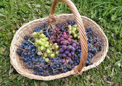 60 сортов винограда вырастил садовод из Красноярска Сергей Будрис