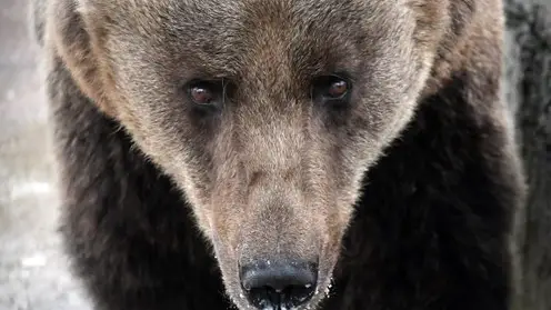 Красноярцы фиксируют в окрестностях города следы медведей