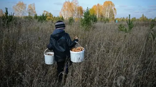 Теплая одежда, запас еды и заряженный мобильный: МЧС опубликовало советы для грибников