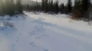 Численность животных увеличивается в новых заказниках Забайкалья Численность животных увеличивается в новых заказниках Забайкалья