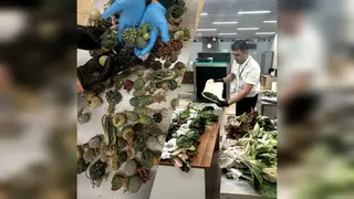 В Красноярске уничтожили 15 кг экзотических растений из Таиланда В Красноярске уничтожили 15 кг экзотических растений из Таиланда