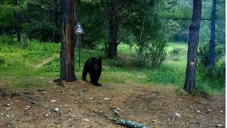 Популярную туристическую тропу закрыли в национальном парке на Байкале из-за терроризирующего людей медведя