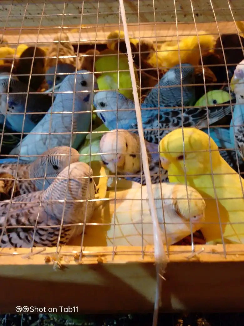 Фото: Управление Россельхознадзора по Красноярскому краю