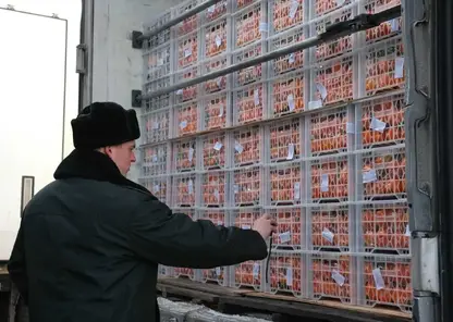 Объем прямых поставок импортных фруктов и овощей в Красноярский край увеличился на 40%