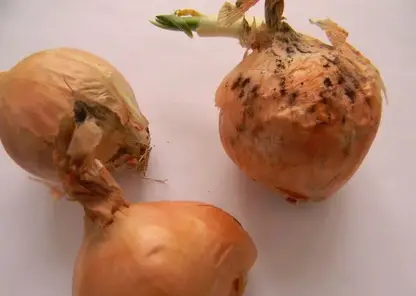 В Красноярск привезли капусту и лук из Казахстана с опасным вредителем