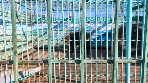 Суд конфисковал медведей и волков из «зоопарка» придорожной шашлычной в Томске