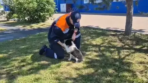 Двухмесячный щенок присоединился к спасательному отряду в Красноярске (видео)