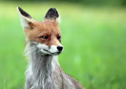 Вспышка бешенства в России: ученые рассказали о смертельной опасности вируса и способах защиты