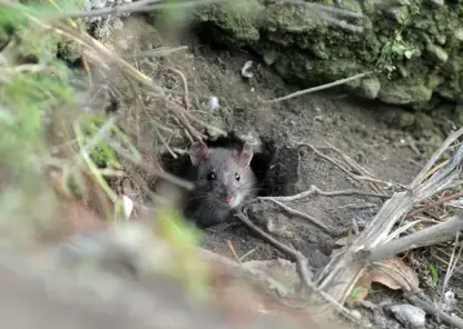 Крысы могли сожрать асфальт в Кемерове