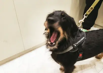 Электронные сертификаты на антитела к бешенству вводятся с декабря 2025 года