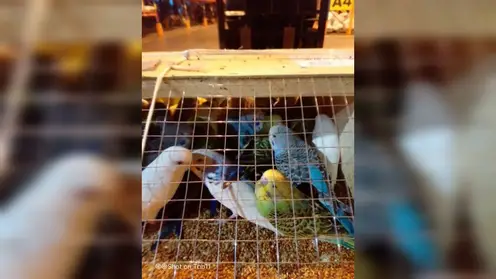 12 партий попугаев ввезли в Красноярский край из Кыргызстана с начала года