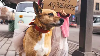«Хочу жить на Удачном»: в центре Красноярска прошла акция с собаками из приюта